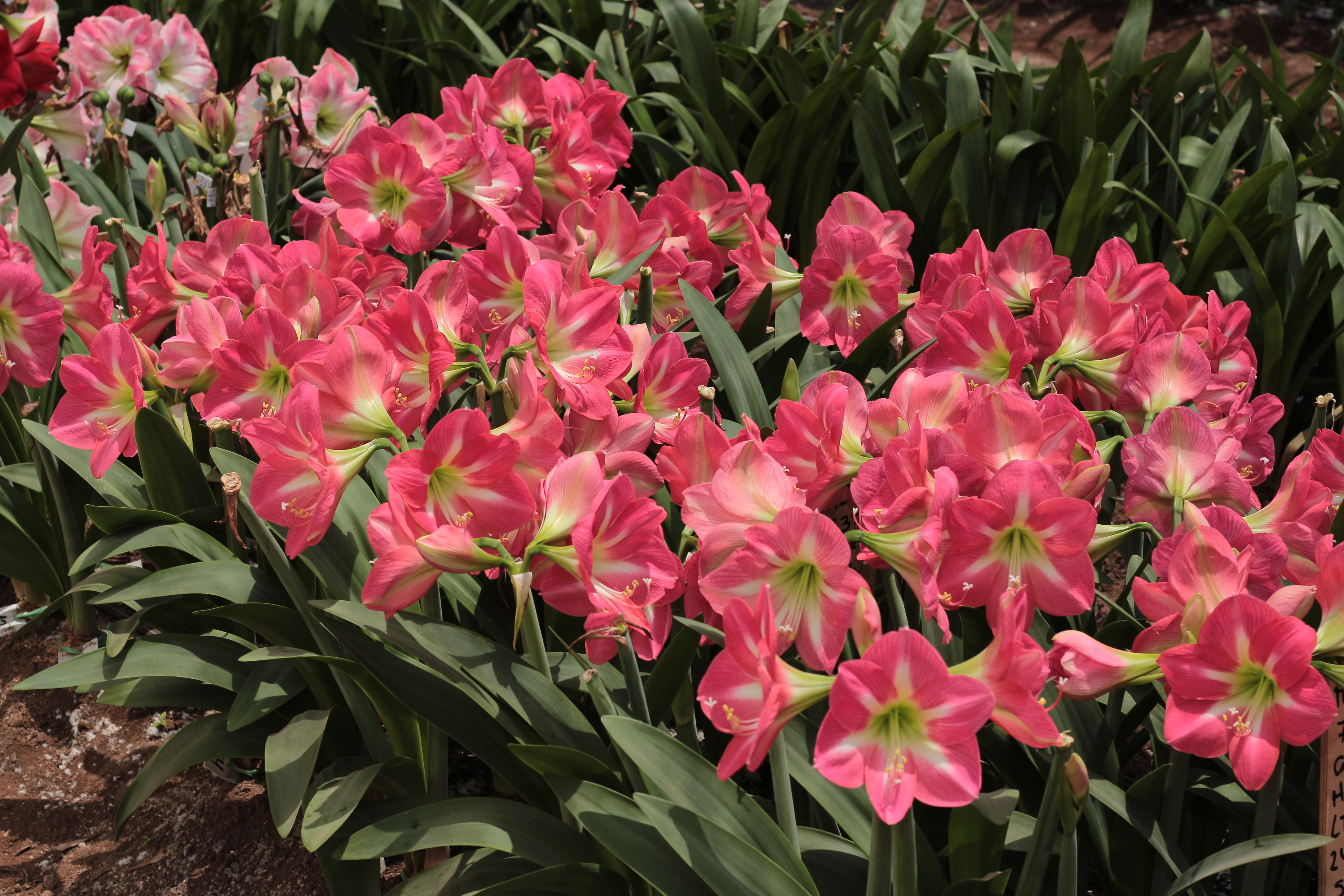  Agro Floral Perú