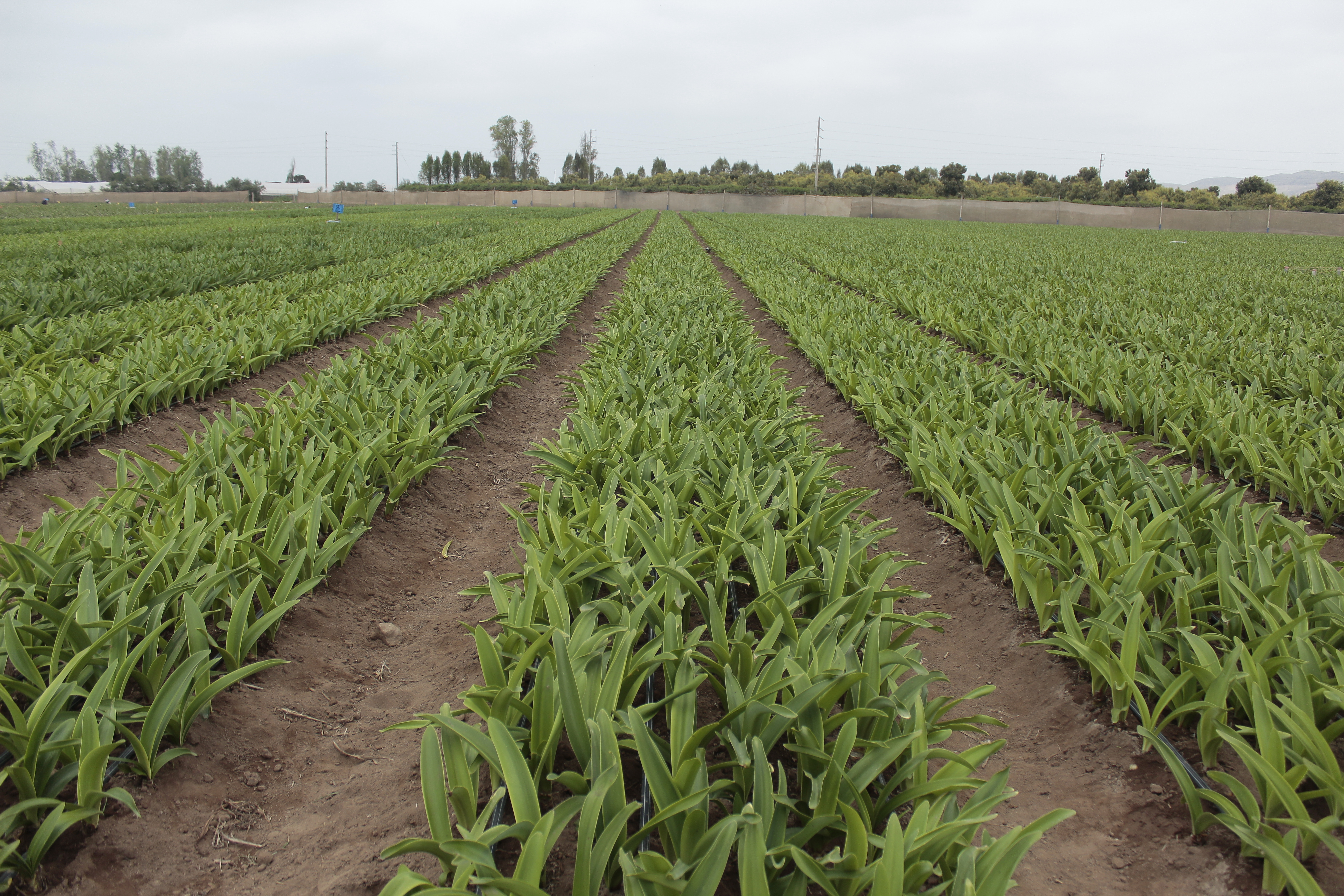 Controlled Environment Drying
