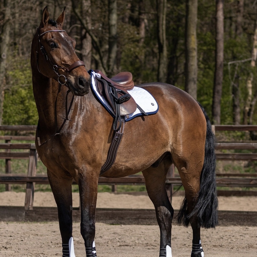 Cavalo