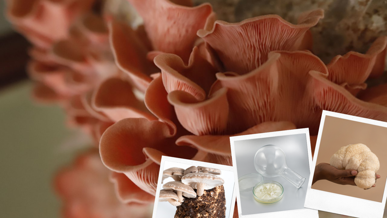 Bienvenidos a Agrocontinental Chile