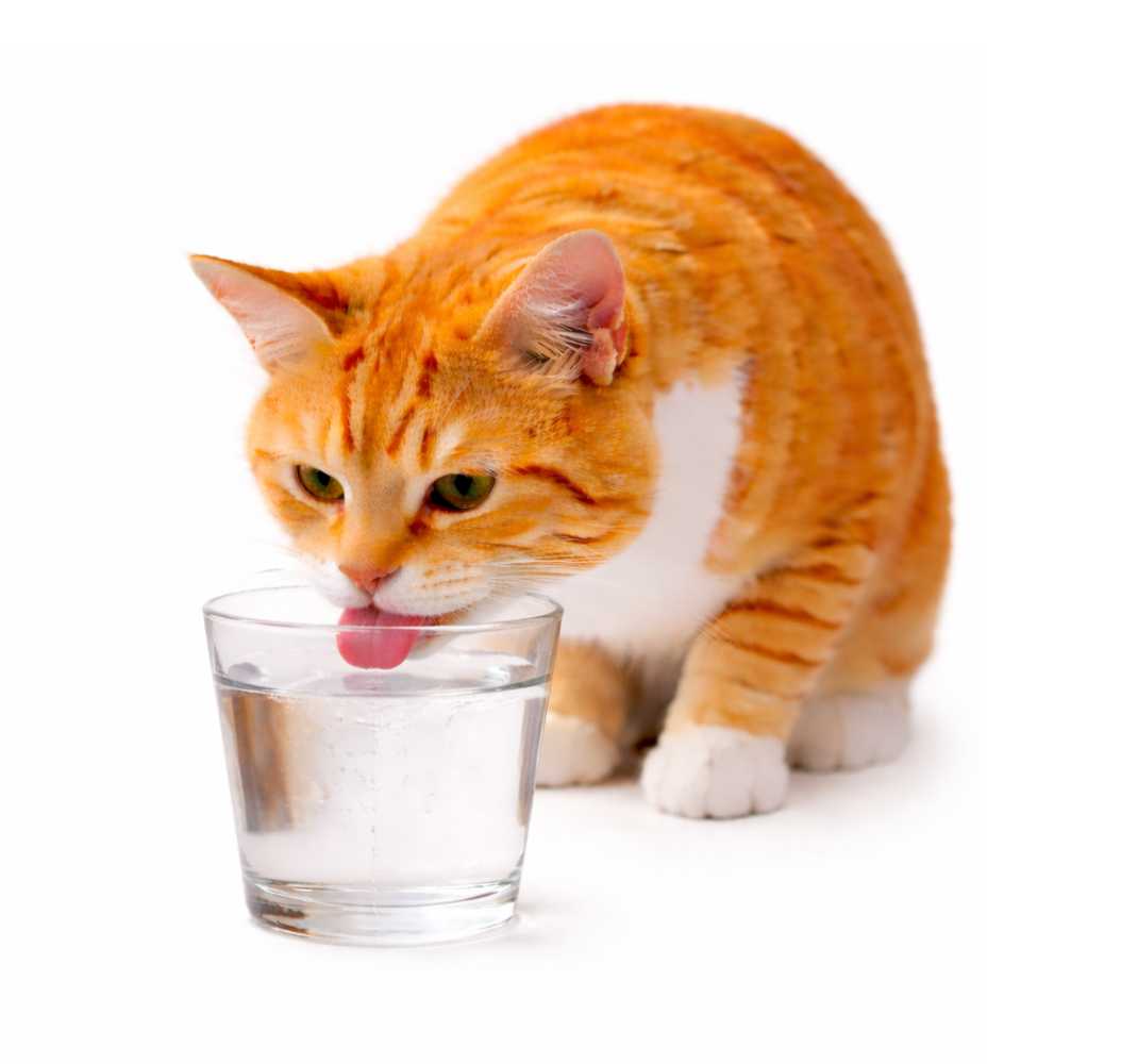💧Hidratación