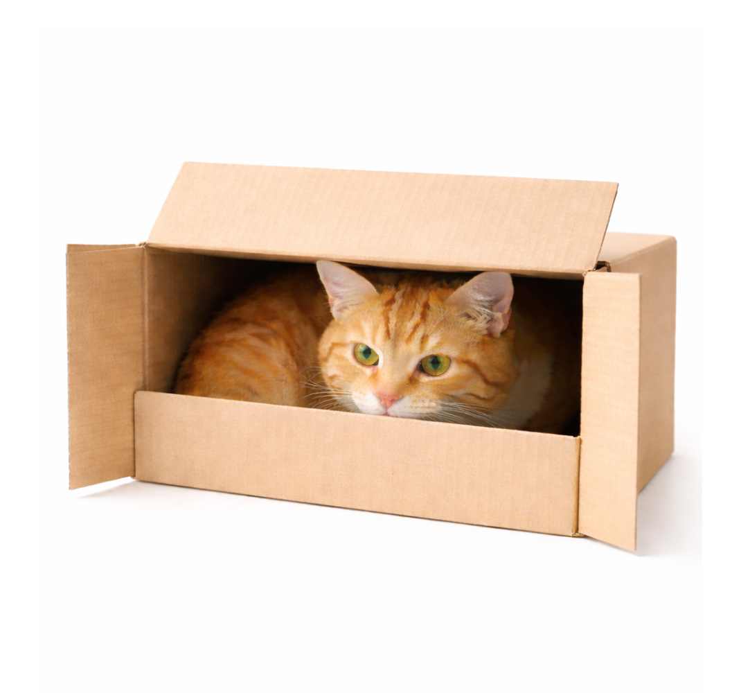 CONTROL-ANSIEDAD-GATOS