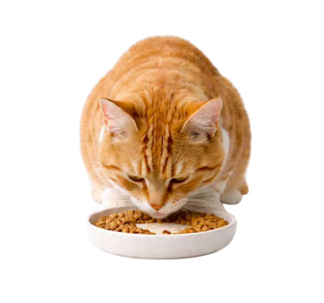 alimentacion-inteligente-gatos