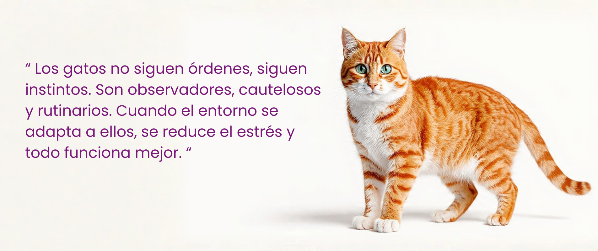 LOS-GATOS-SON-UNICOS