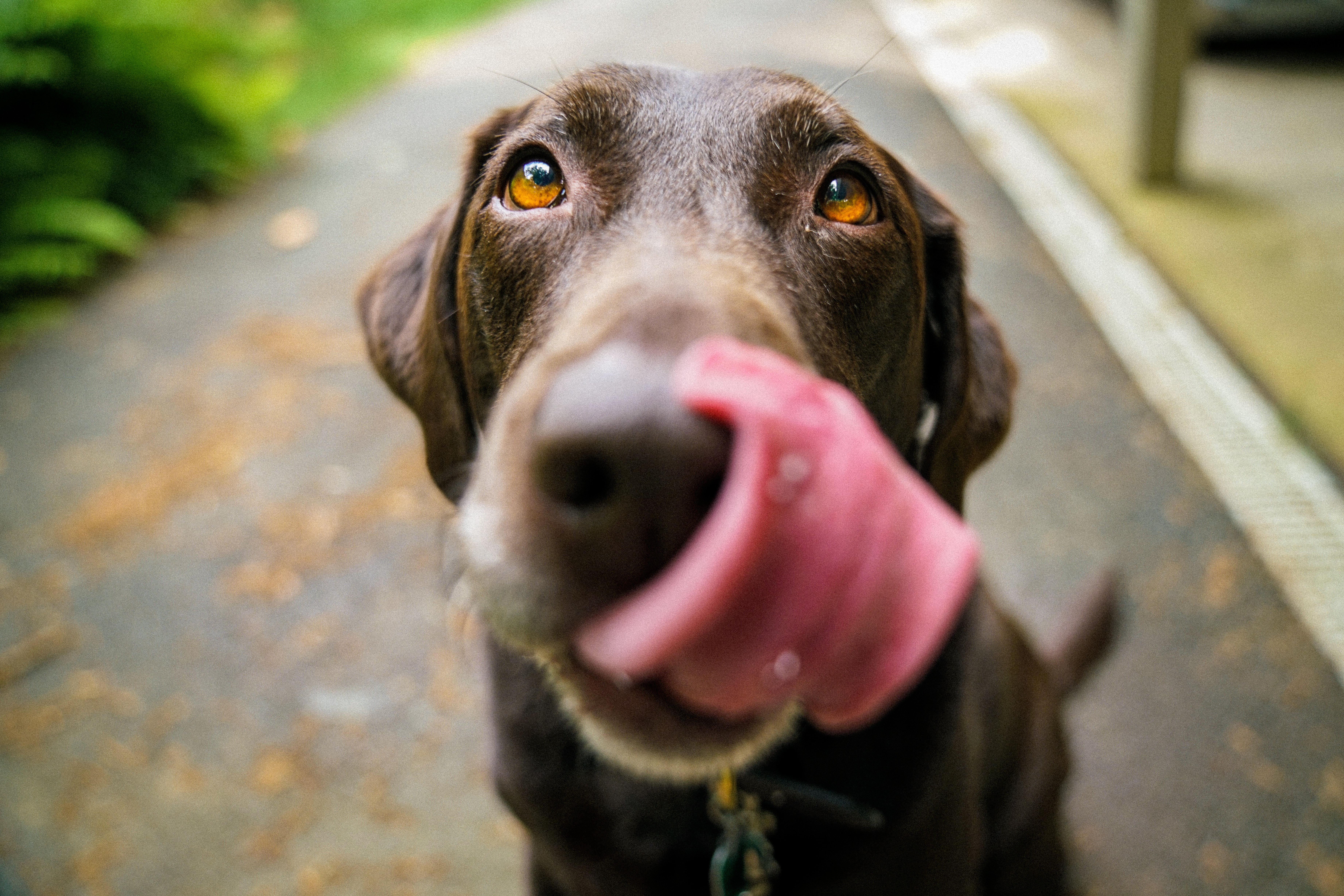 Arnés para Perros