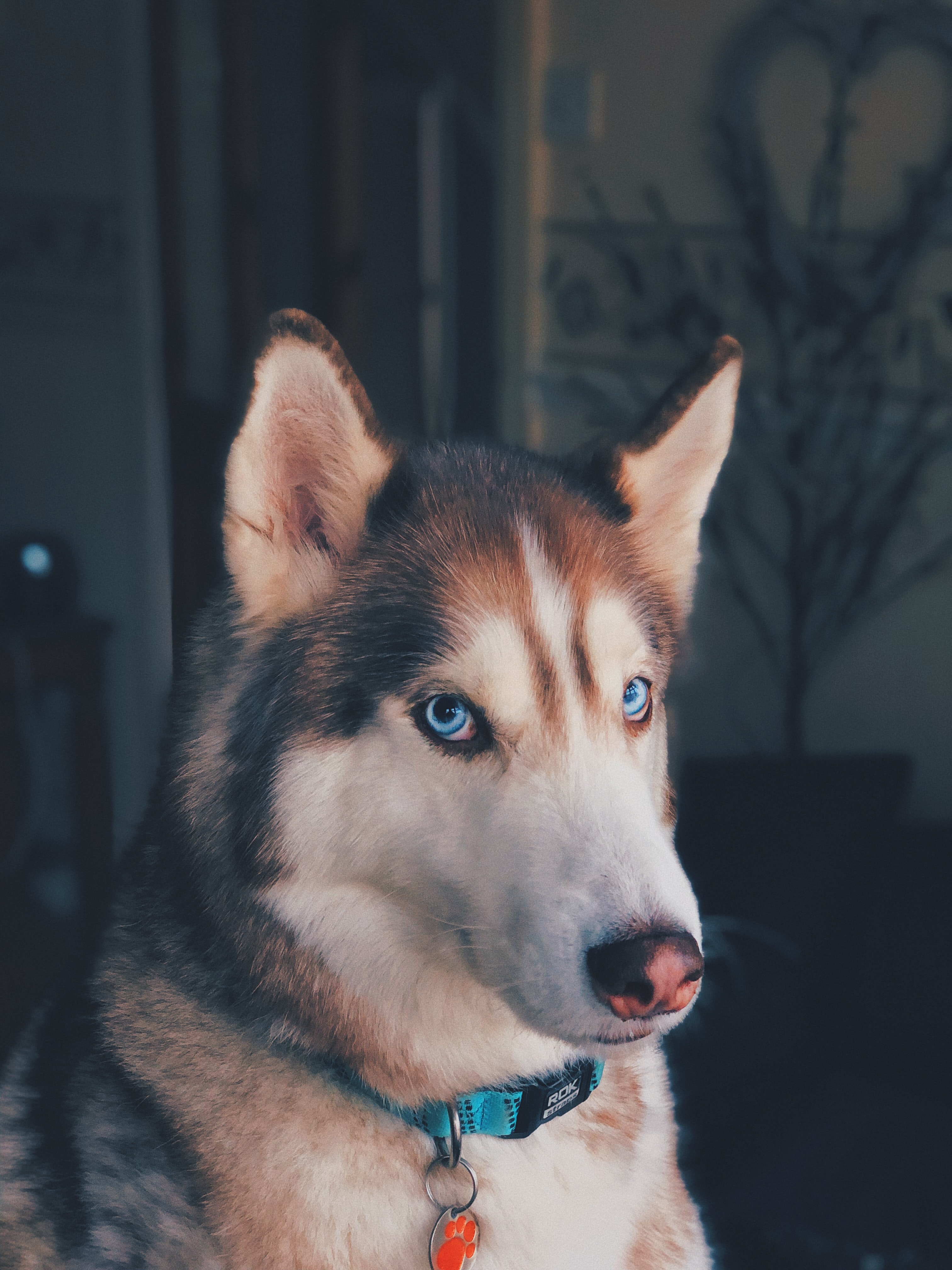 Collares para Perros