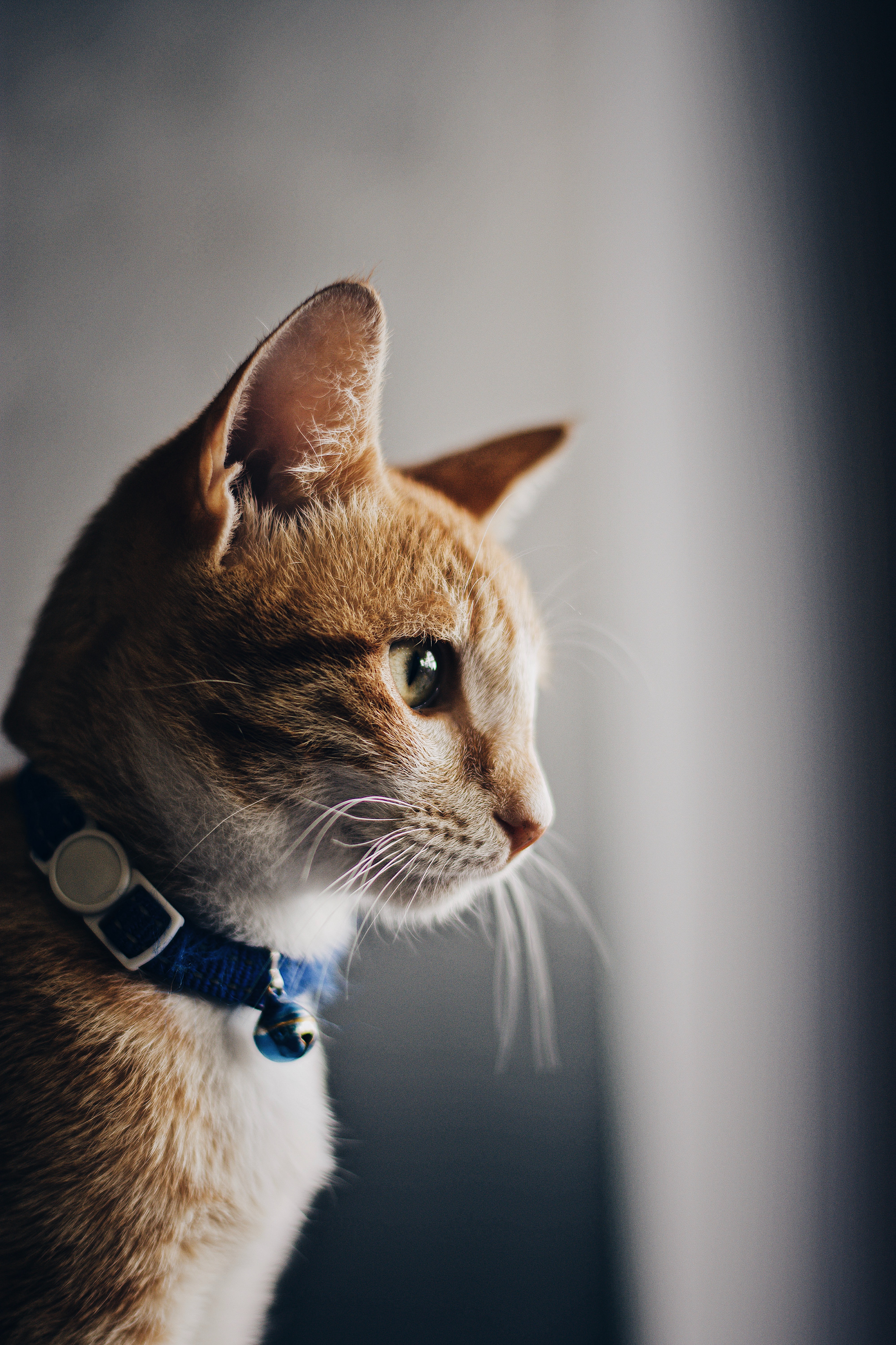 Collares y Correas para Gatos