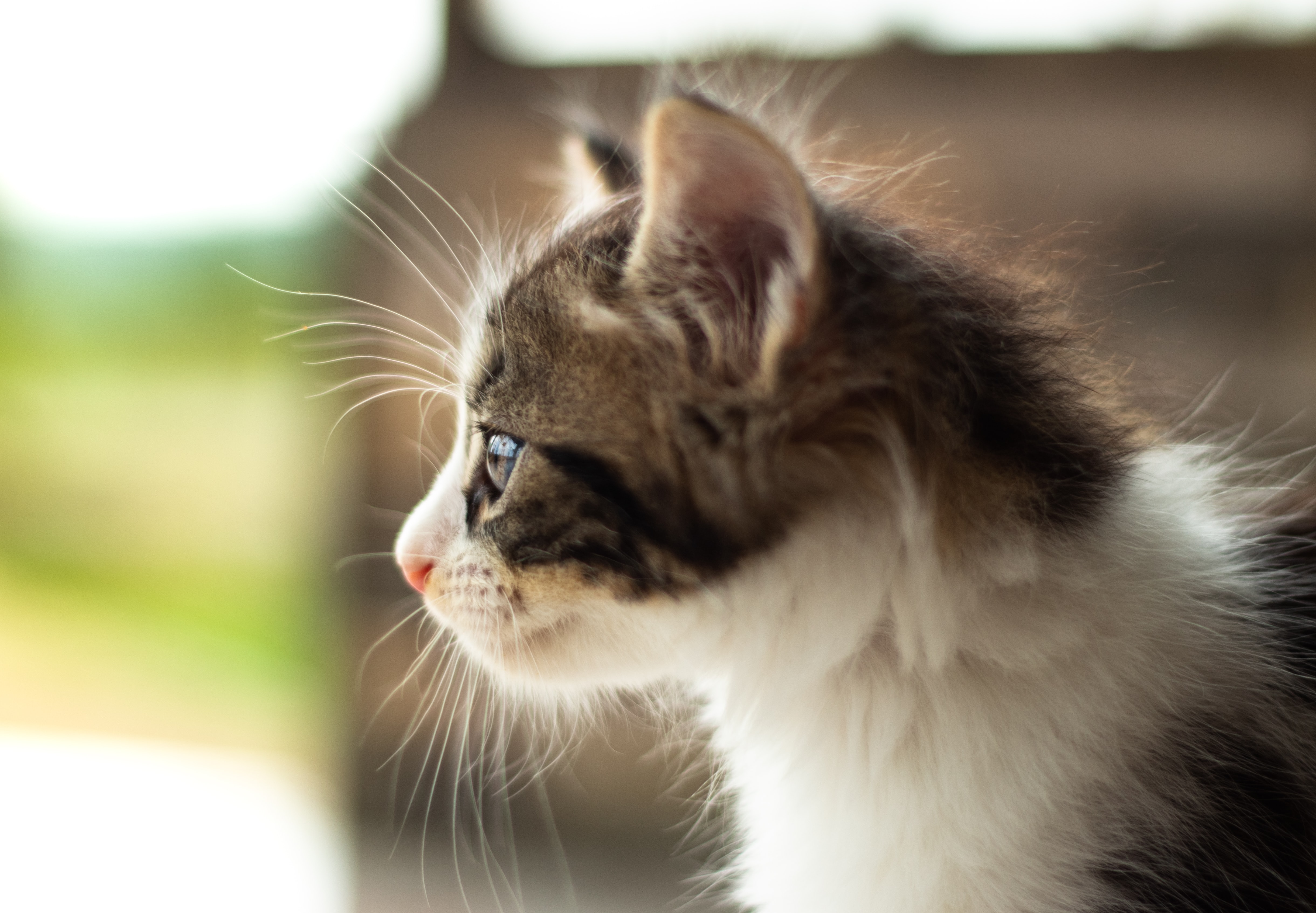 Arnés para Gatos