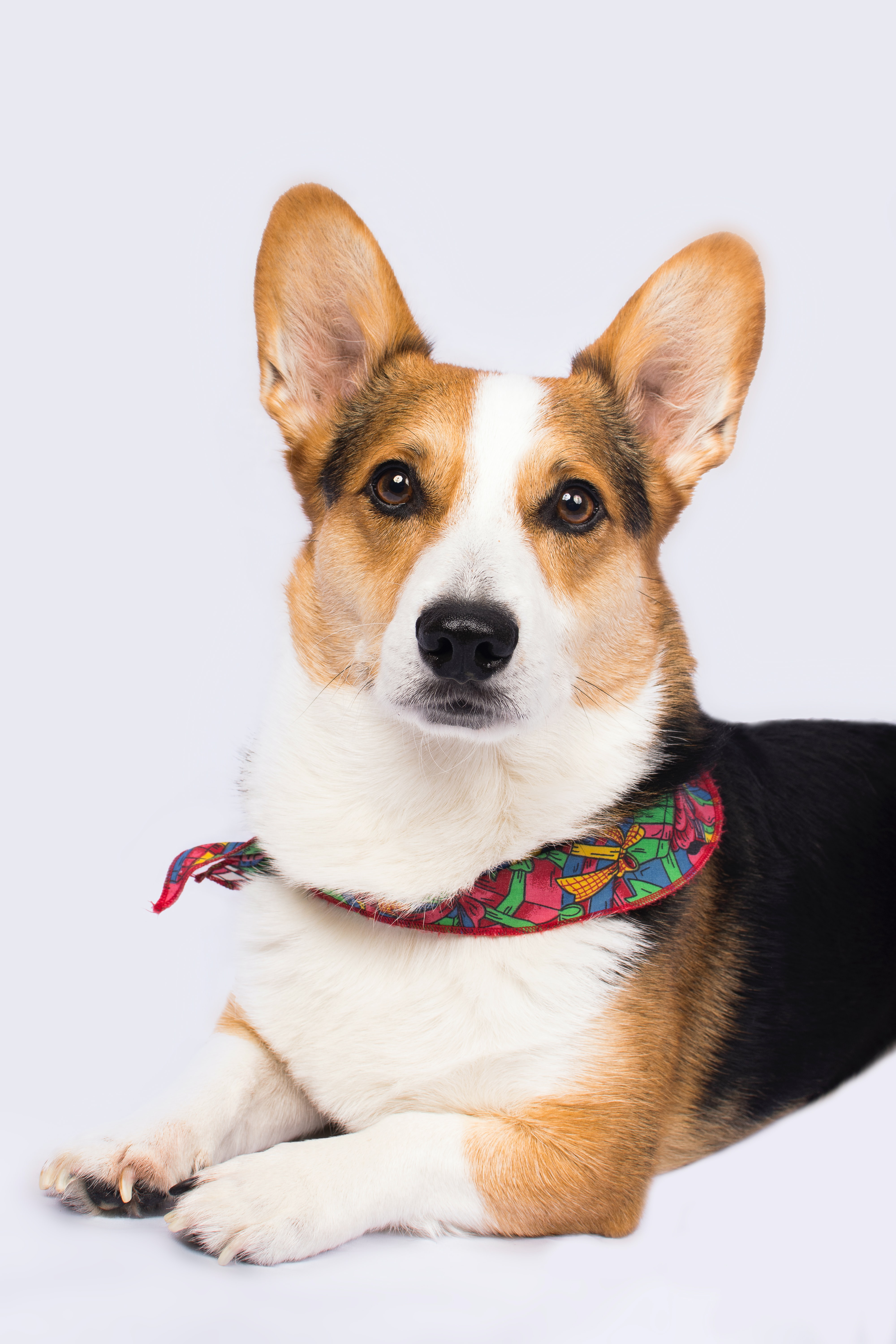 Correas para perros