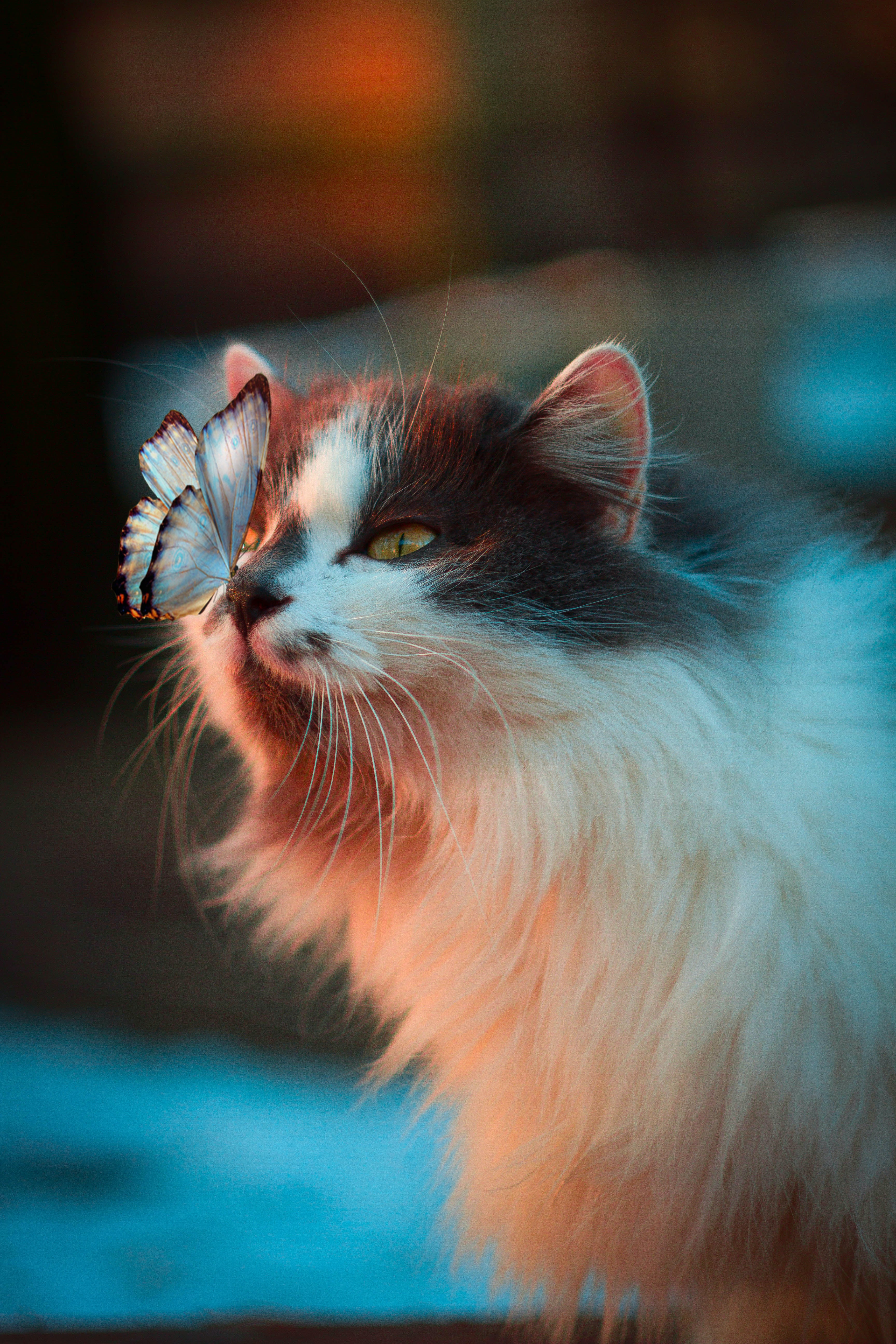 Juguetes y accesorios para gatos