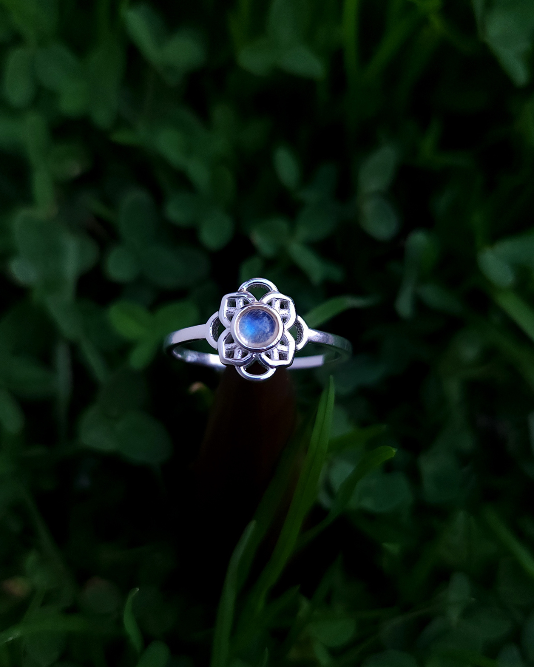 Anillos