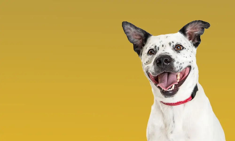 Productos<br>avalados por<br>veterinarios