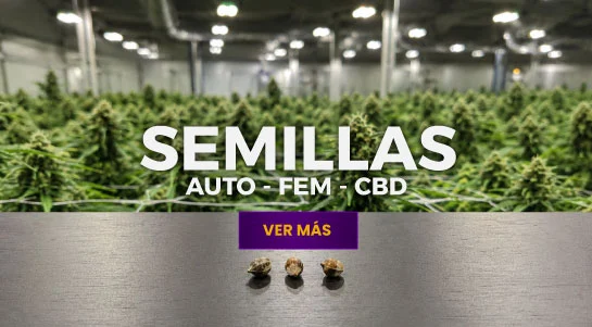 SEMILLAS