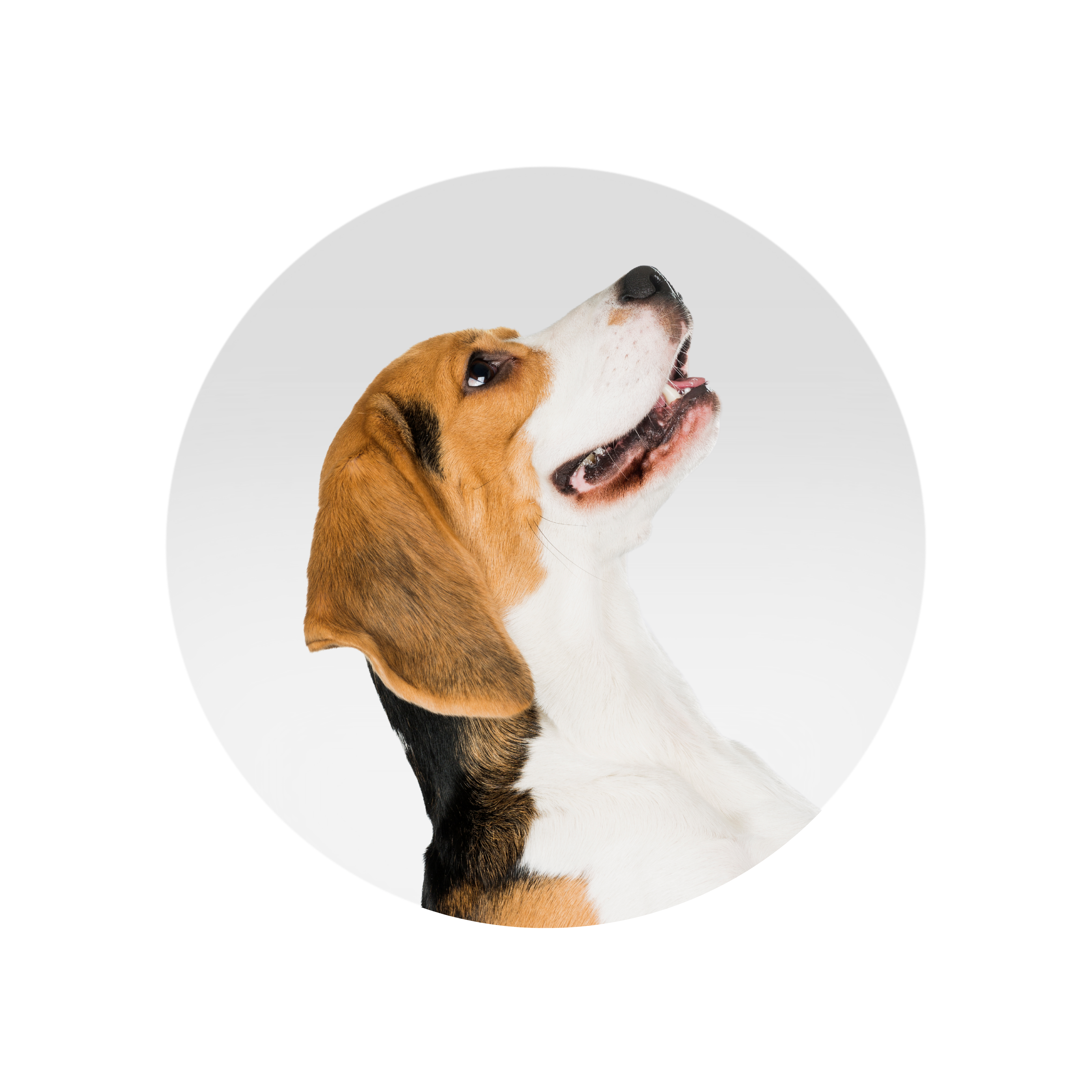 Auranimal | Pet Shop