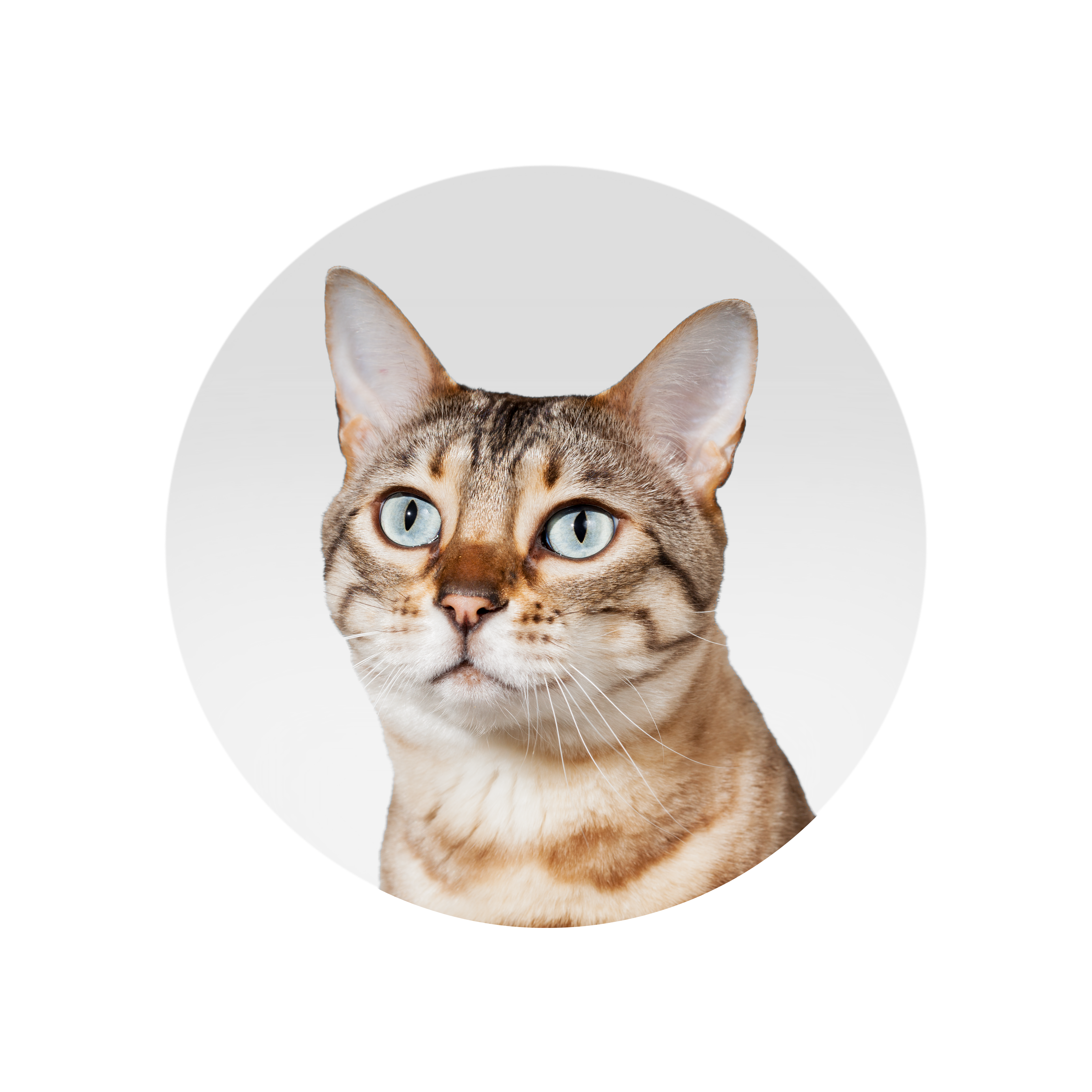 Auranimal | Pet Shop
