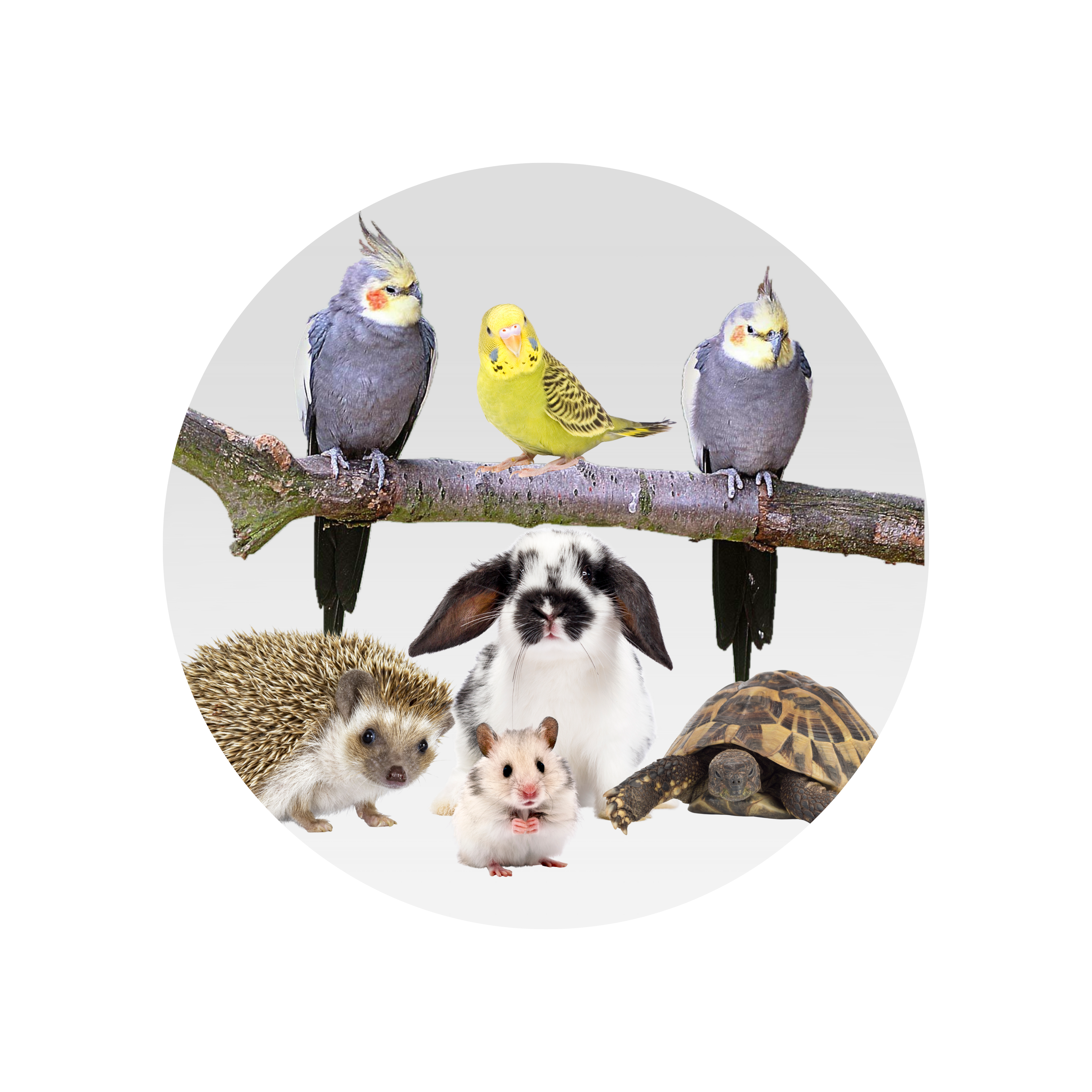 Auranimal | Pet Shop