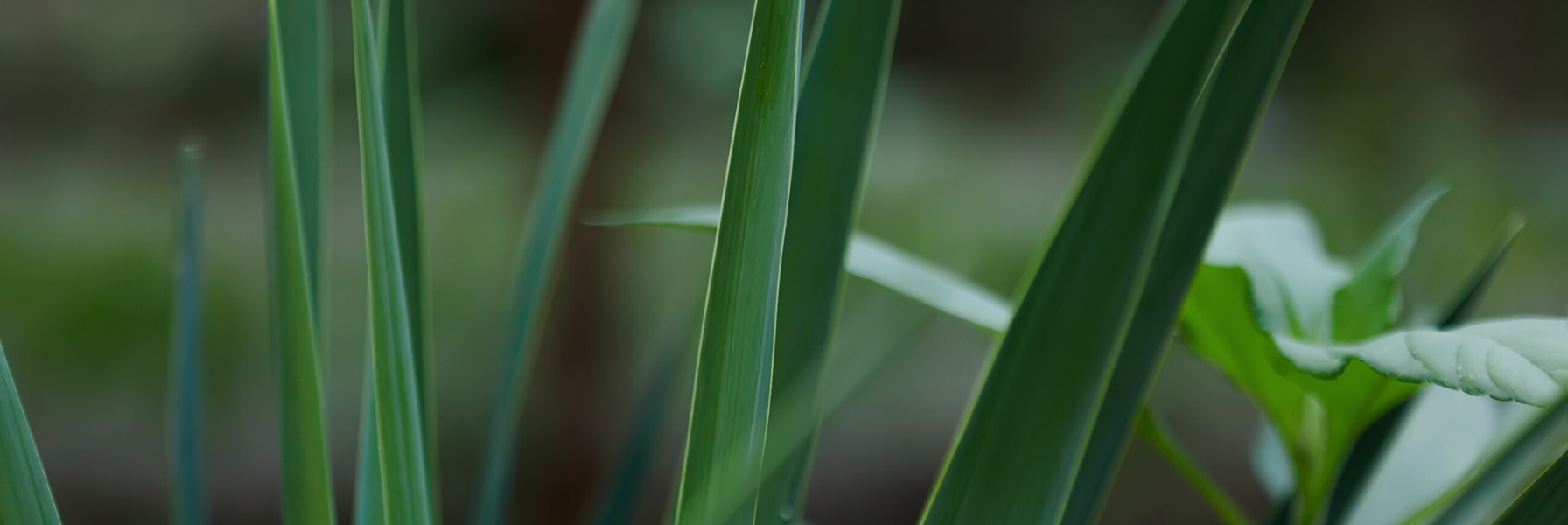 colección Aurē Aromas