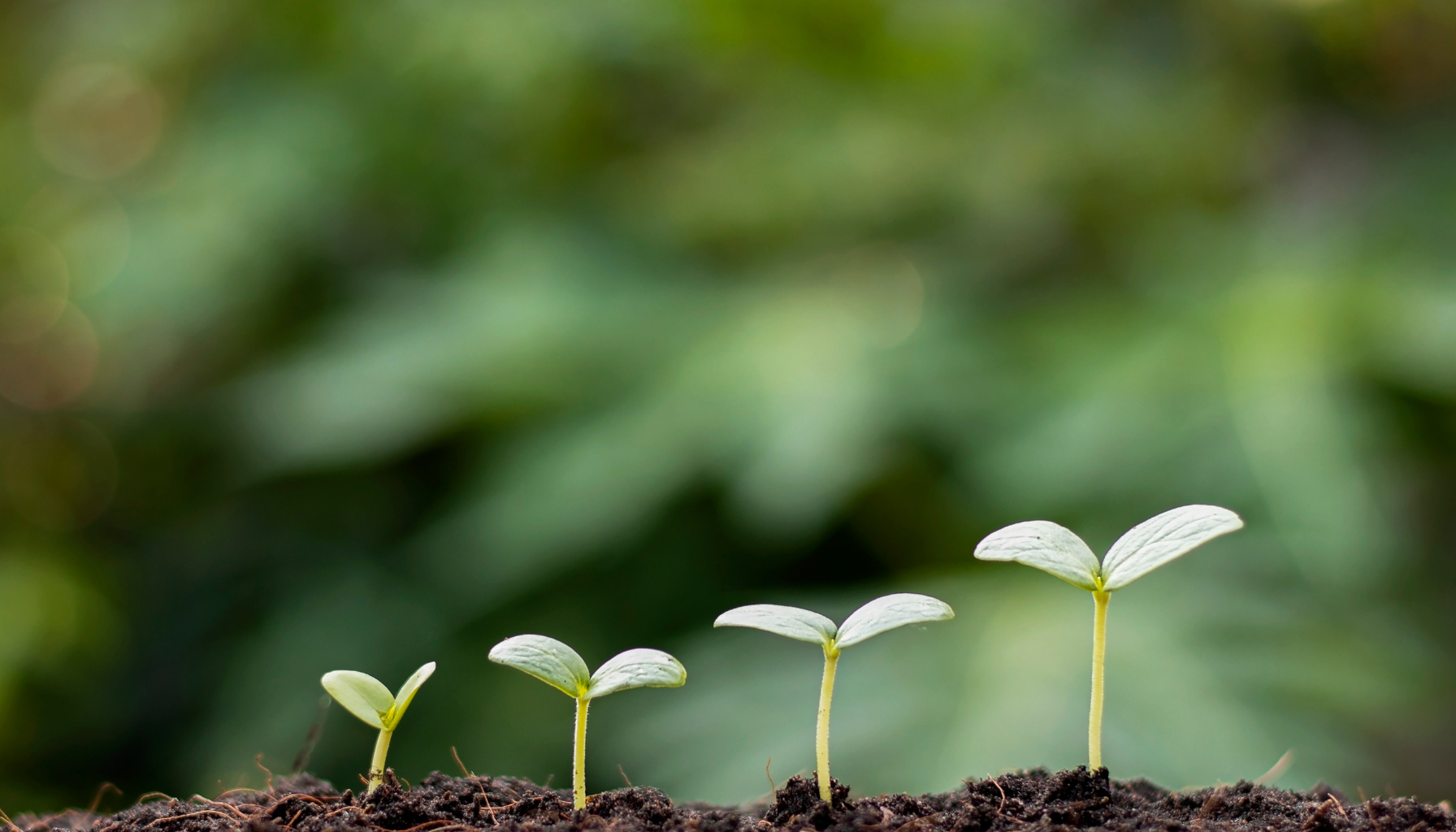 Un nuevo concepto en fragancias para tu hogar