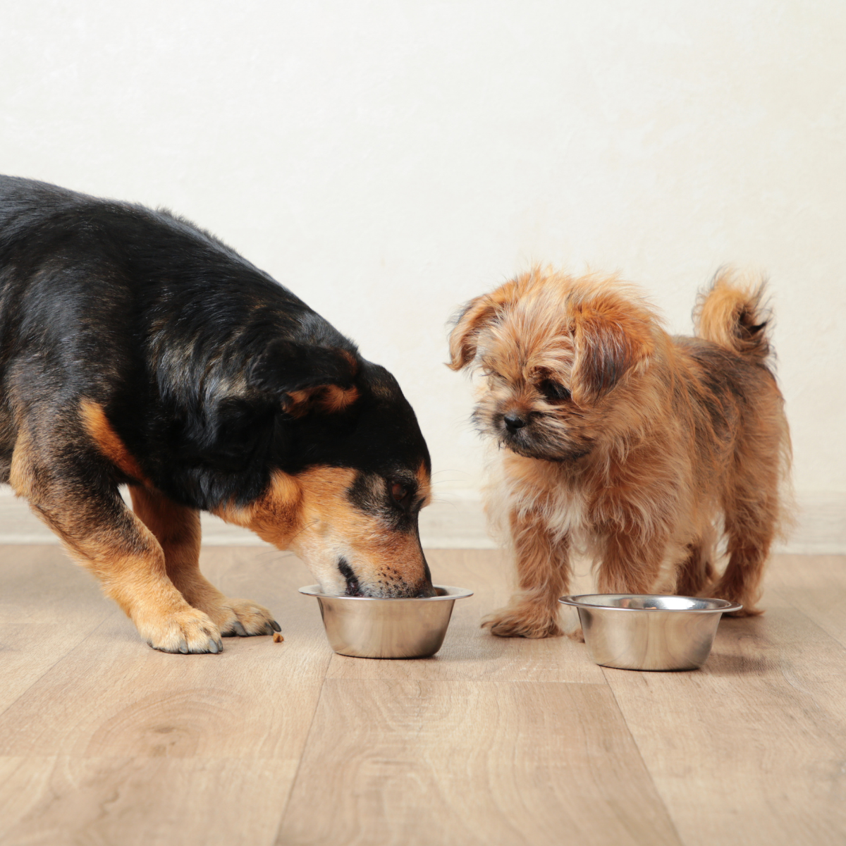 Apoyo diario para la salud articular y muscular