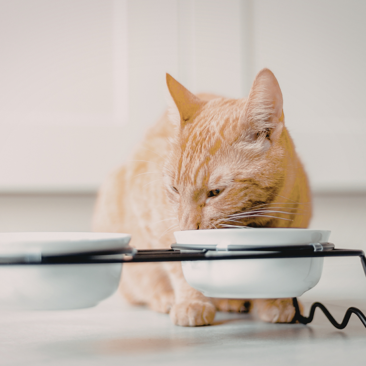 Apoyo digestivo para una mejor asimilación de nutrientes