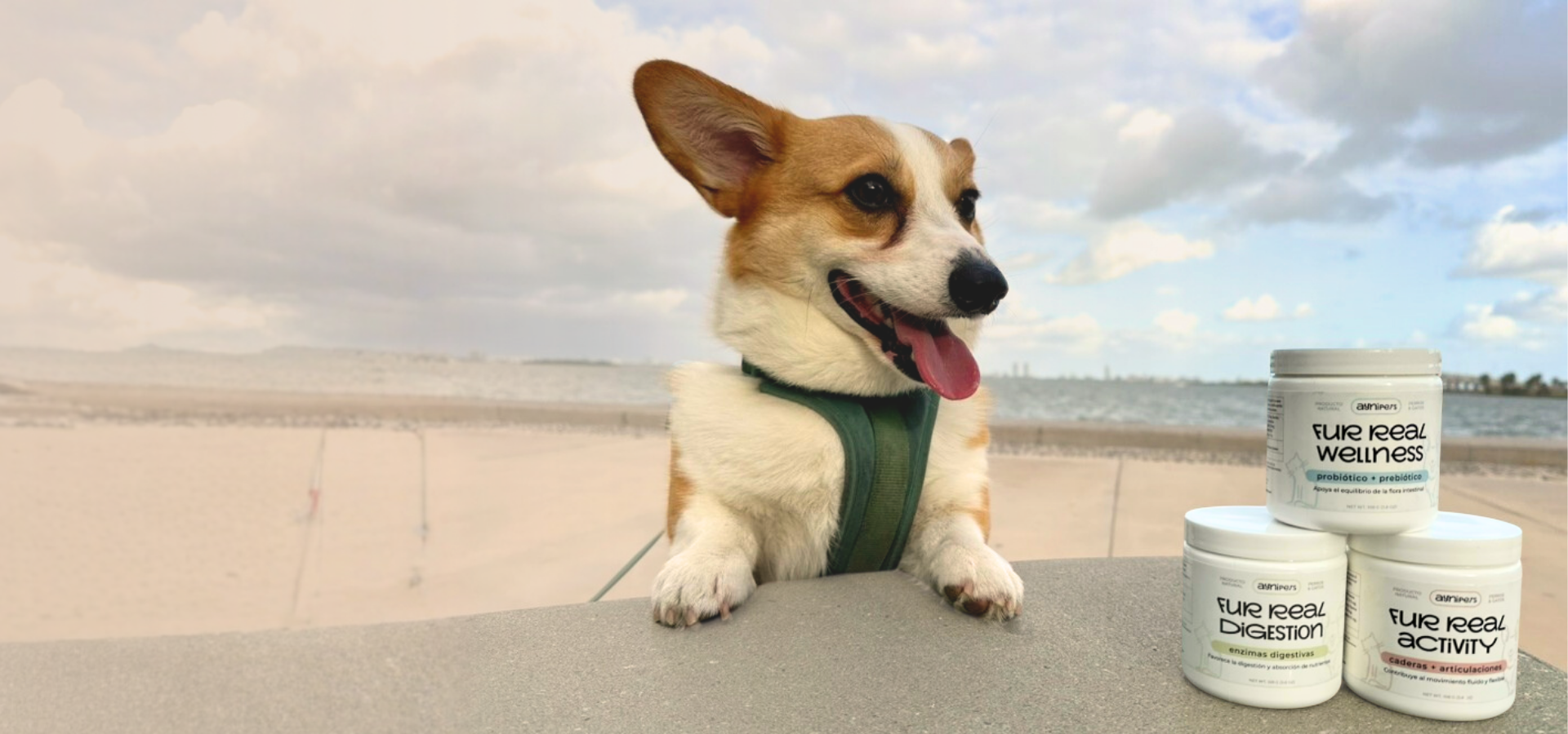 Perro parado frente al mar 