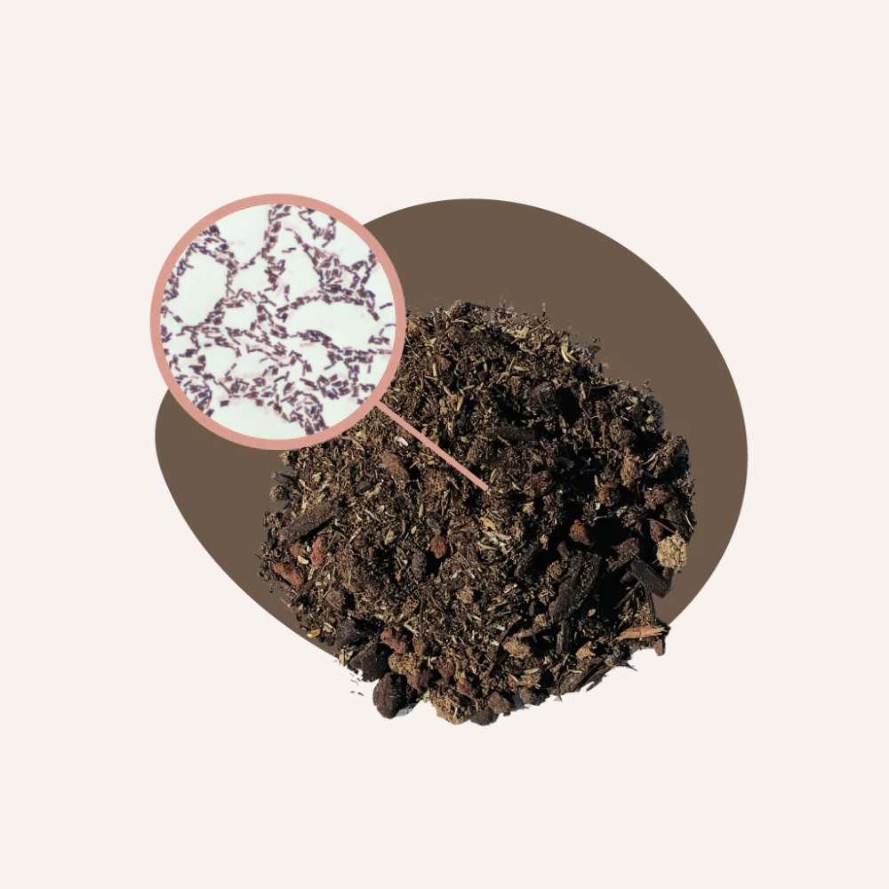 Probióticos formadores de esporas (SBO)