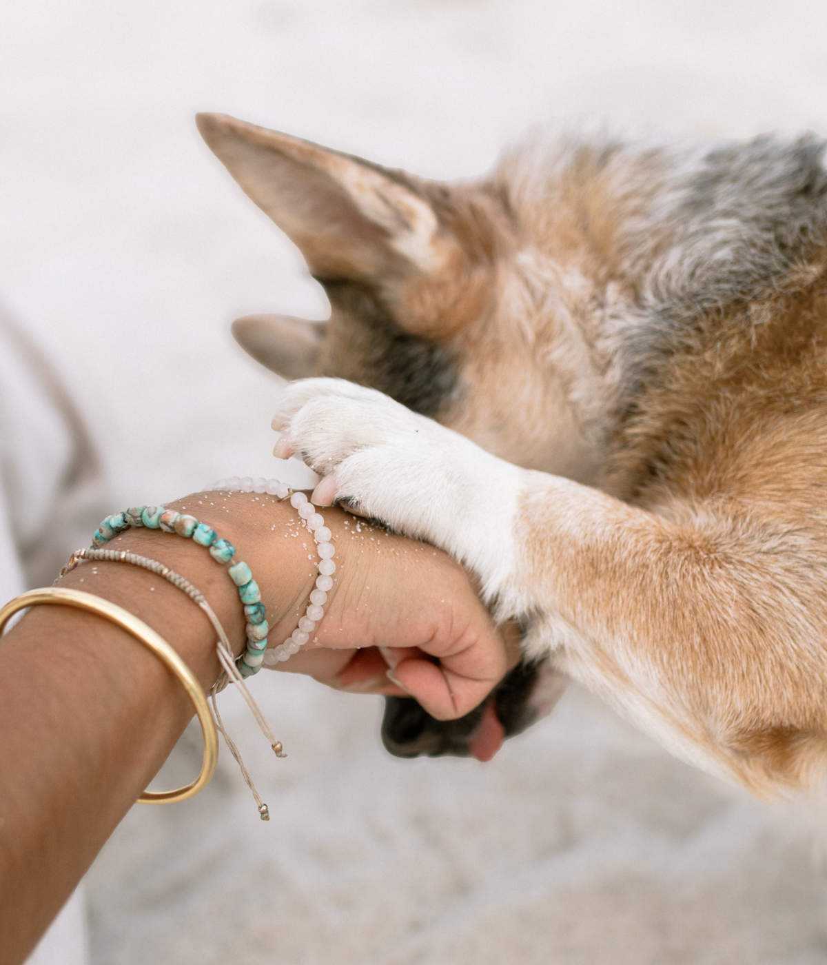 Suplementos naturales para la salud preventiva y el bienestar de perros y gatos