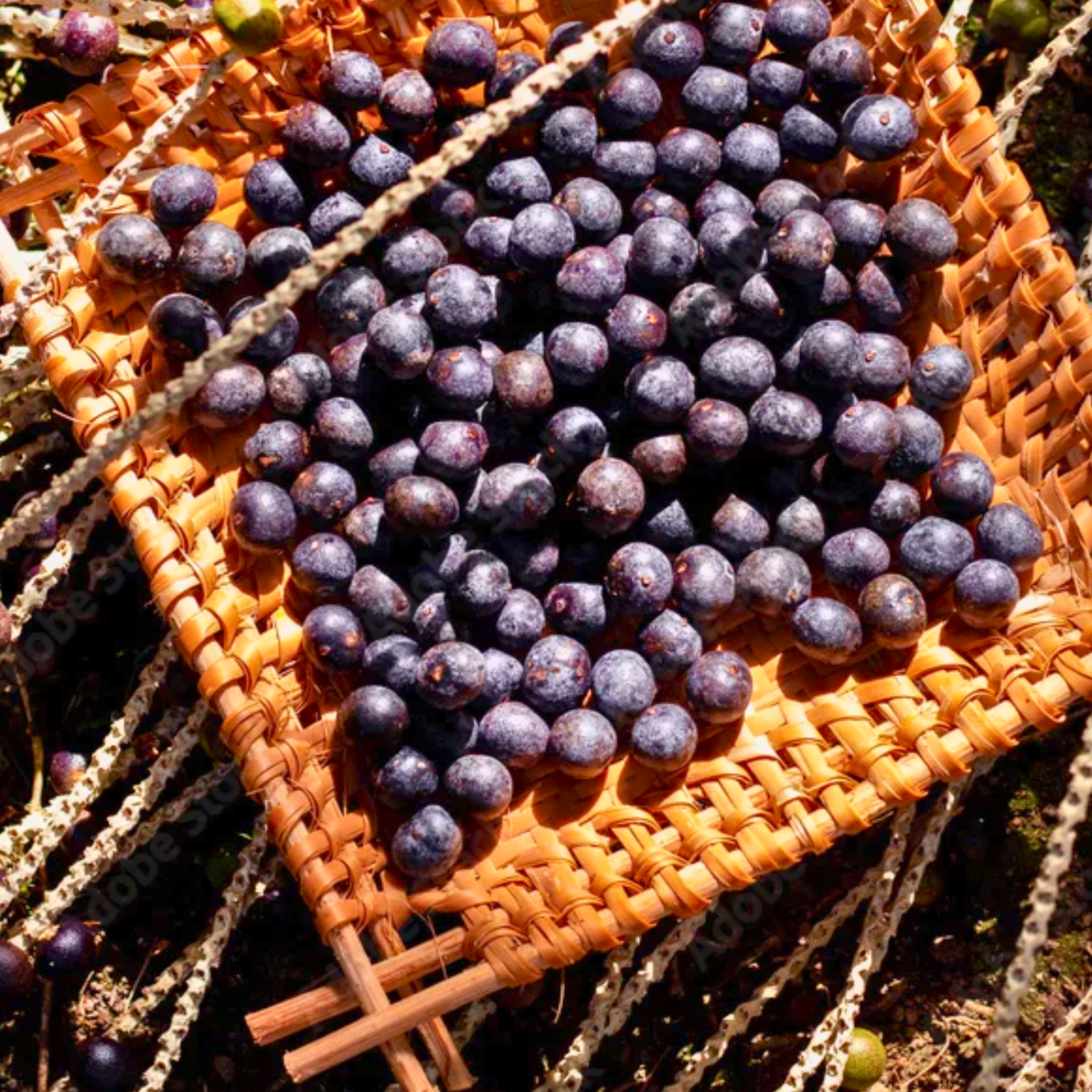 Aromas & Fragancias