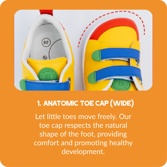 Anatomical toe box (wide)