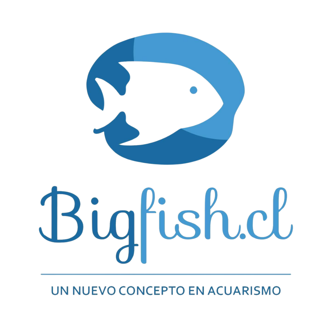Logo BIGFISH.CL
