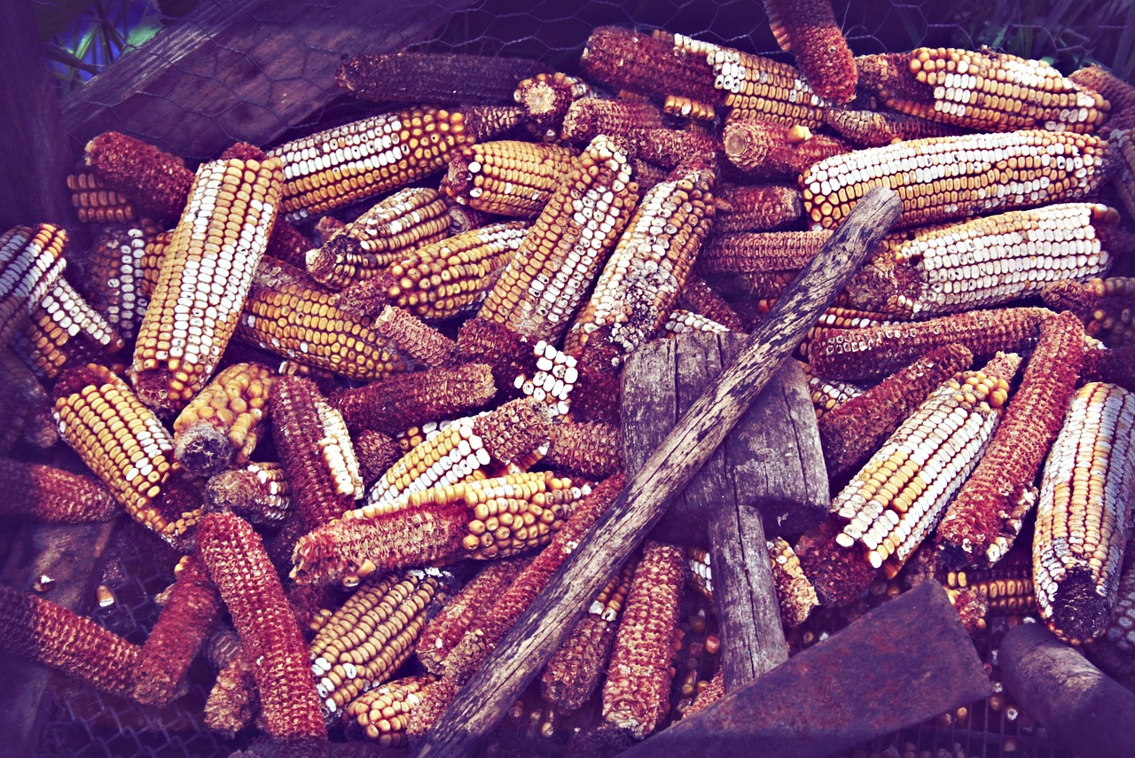 Nuestras categorías