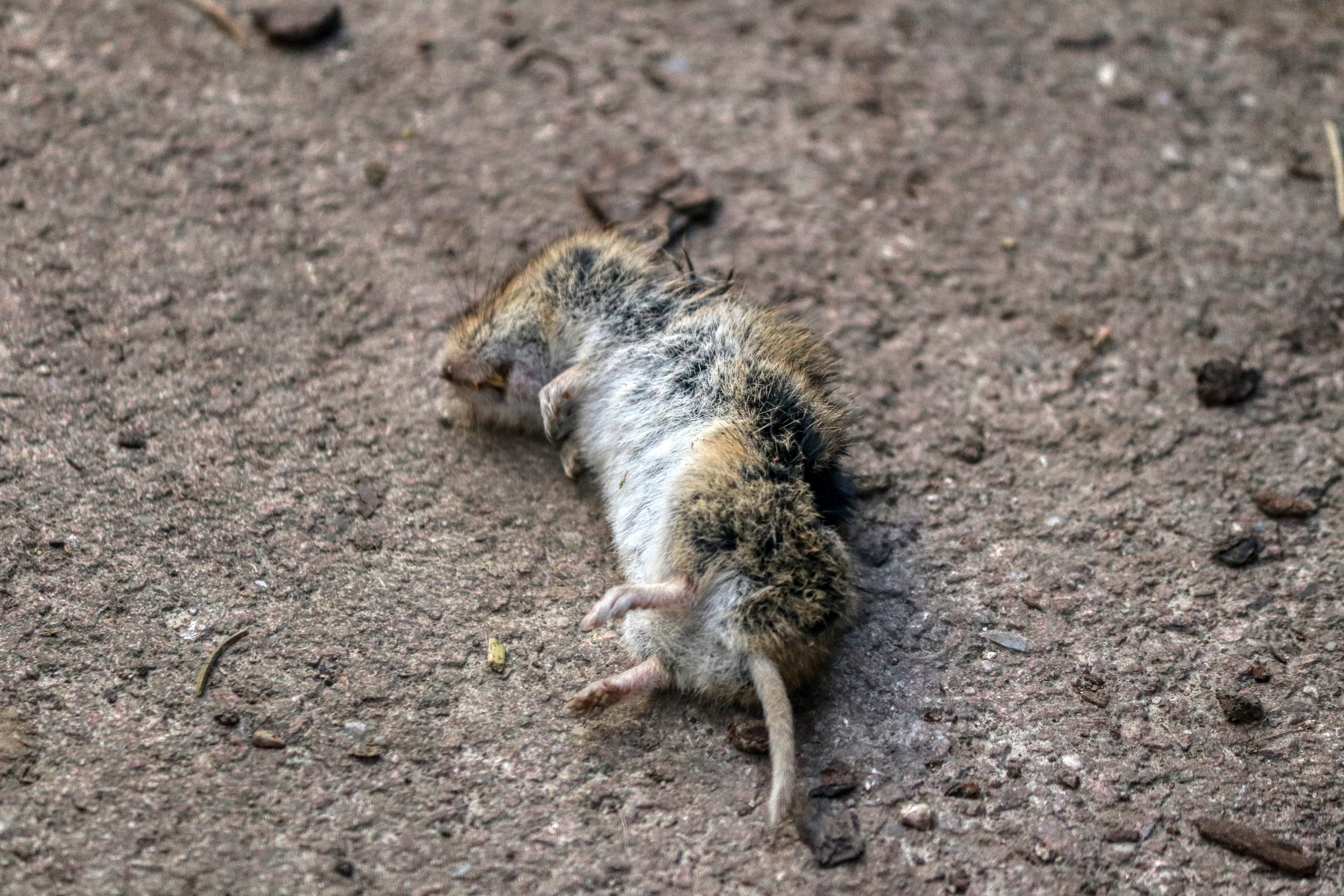 ¿Tu Negocio en Riesgo? Las Plagas NO Esperan