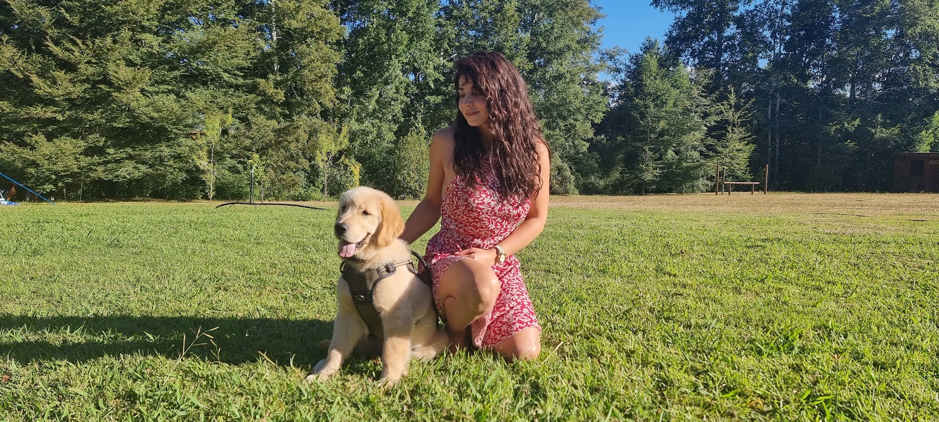 Historia del Golden Retriever<br>