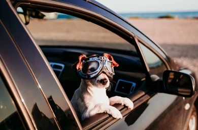 <font dir="auto" style="vertical-align: inherit;"><font dir="auto" style="vertical-align: inherit;">Traslado hasta tu domicilio</font></font><br>