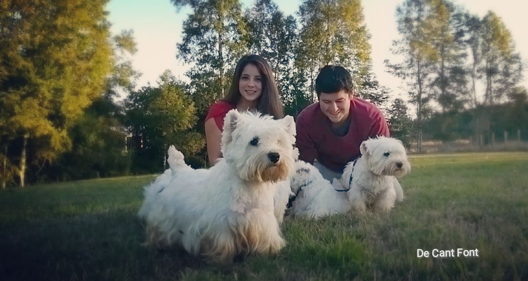Cachorros felices, familias felices