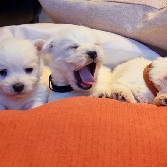 Tu compañero ideal te espera