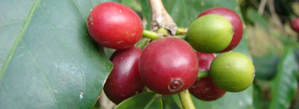 <b><i>Trazabilidad de origen</i></b>