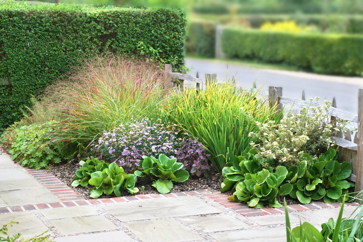 Camelia y Lavanda tu tienda online de plantas y jardín