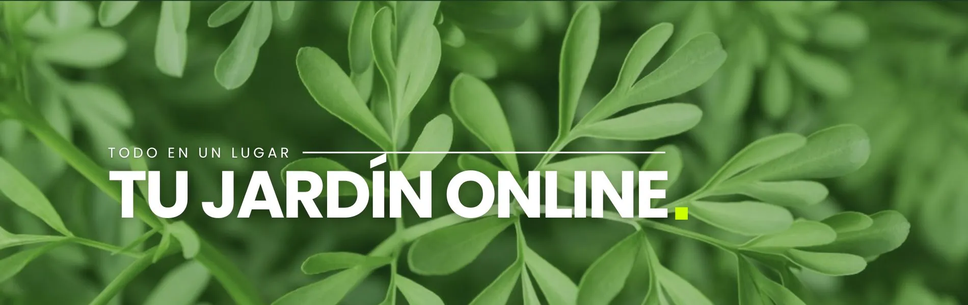 Camelia y Lavanda tu tienda online de plantas y jardín