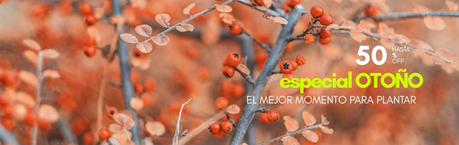 Camelia y Lavanda tu tienda online de plantas y jardín