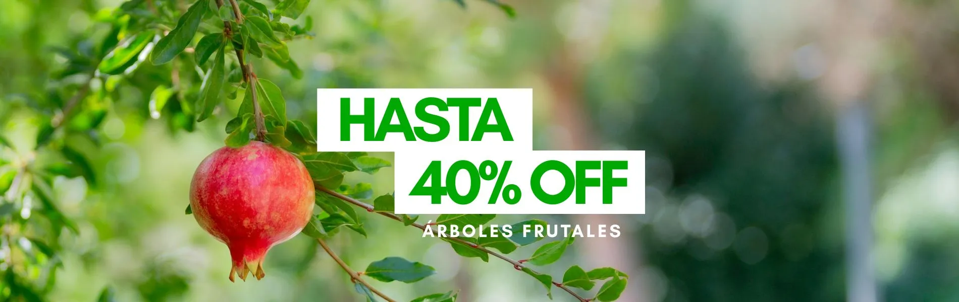 Camelia y Lavanda tu tienda online de plantas y jardín