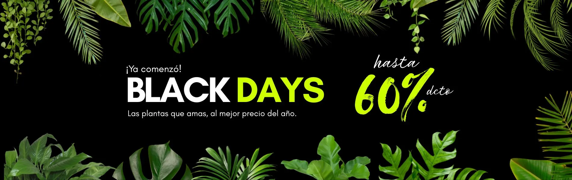 Camelia y Lavanda tu tienda online de plantas y jardín