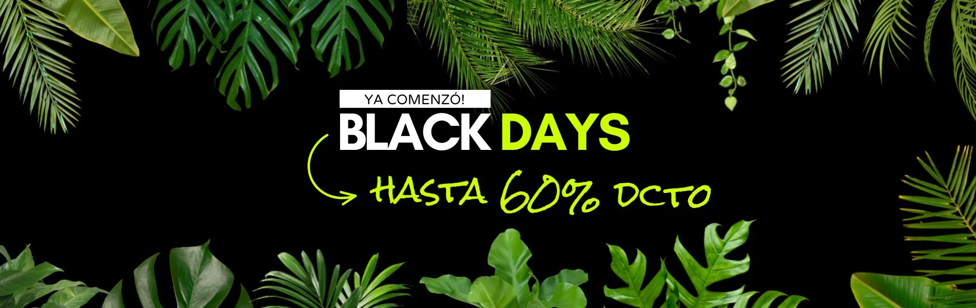 Camelia y Lavanda tu tienda online de plantas y jardín