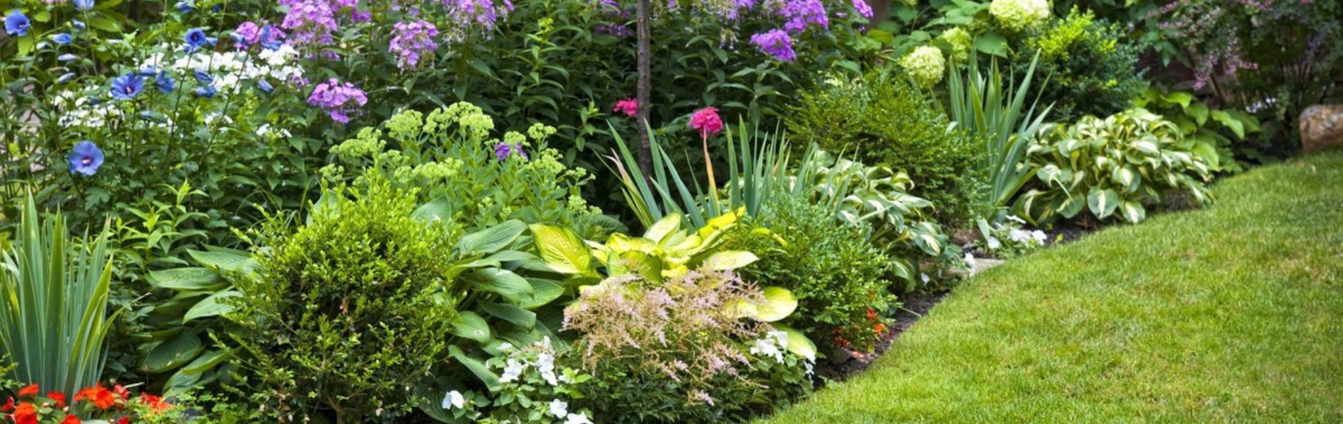 Camelia y Lavanda tu tienda online de plantas y jardín