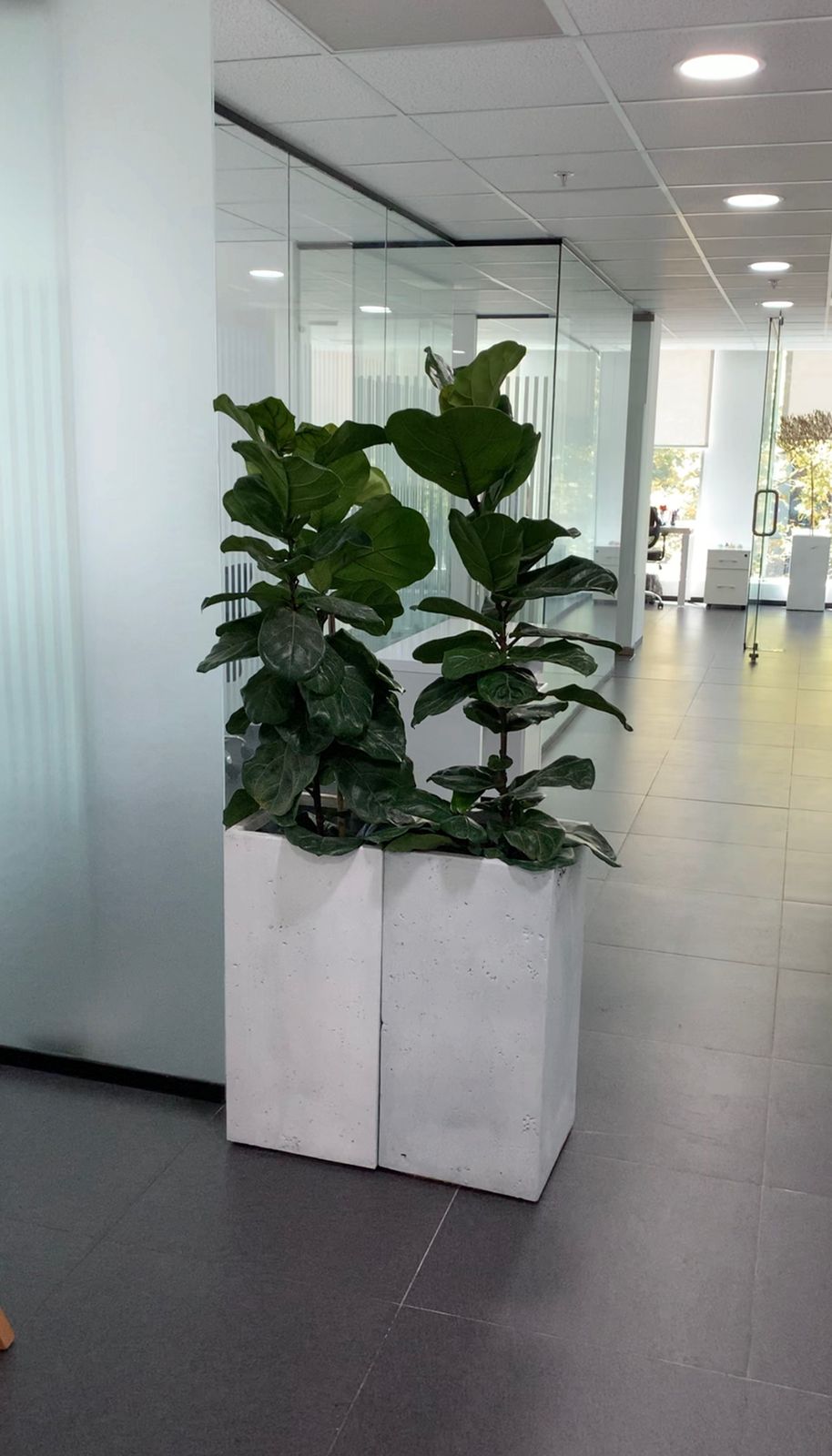 Camelia y lavanda