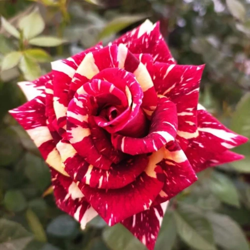 Rosas
