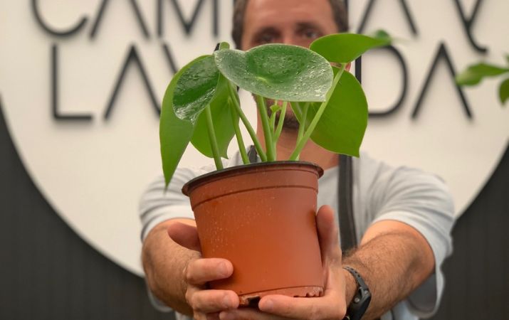 Despachamos tus plantas
