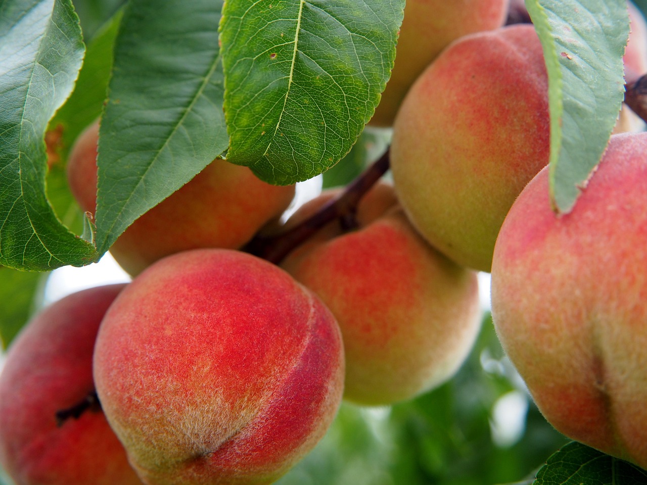 Frutales