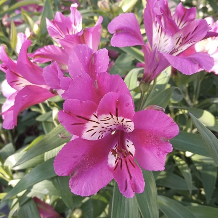 Flores