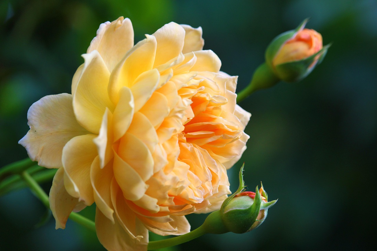Rosas